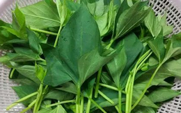 5 loại rau "không bao giờ bị phun thuốc trừ sâu" đang vào mùa, bổ dưỡng như nhân sâm, nhất là cái số 3