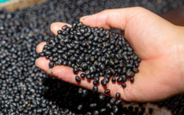 3 không khi uống nước đậu đen mùa hè