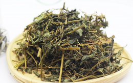 Việt Nam có loại cỏ mọc dại, Trung Quốc sẵn sàng mua với giá cao: Bổ tựa sâm mà ít người biết Việt Nam có loại cỏ mọc dại, Trung Quốc sẵn sàng mua với giá cao: Bổ tựa sâm mà ít người biết