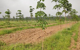 Thu hồi thêm gần 130.00m2 đất của Công ty 789bet wiki Đồng Nai