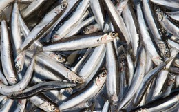Loại cá dân dã 30.000 đồng/kg có canxi cao gấp 25 lần cá hồi, xưa làm mắm - nay lên bàn tiệc sang!