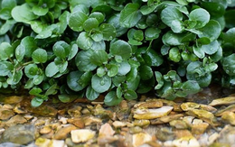 2 loại rau dễ là nơi "tổ ký sinh trùng" ẩn náu, nhất là cái số 1