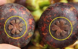 4 mẹo "nhìn phát biết ngay" măng cụt ngọt đậm, vỏ mỏng, nhiều múi, mua 1000 lần đều thành công! 4 mẹo "nhìn phát biết ngay" măng cụt ngọt đậm, vỏ mỏng, nhiều múi, mua 1000 lần đều thành công!