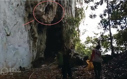 Lần theo manh mối được cung cấp tới vách đá, chuyên gia hân hoan tìm thấy loài "tuyệt chủng" hơn 170 năm