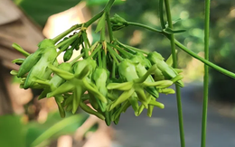 khuyến mãi 789bet đem nấu canh giúp bổ gan, thận: Việt Nam trồng nhiều, người dân đem bán, kiếm hơn 1 tỷ đồng/năm