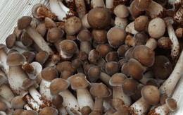 Loại nấm siêu 'chảnh' mỗi năm chỉ mọc một lần trên tổ mối, giá hàng triệu đồng/kg ở miền Tây