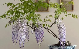 5 loài cây "hộ mệnh" phòng khách, hút may mắn thịnh vượng, bảo vệ gia đình khỏi xui xẻo