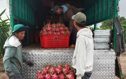 Thanh long Bình Thuận rớt giá sâu đầu vụ, nhà vườn lao đao