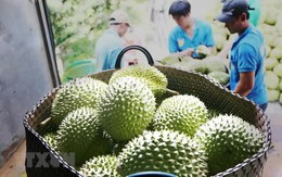 Thêm cơ hội cho sầu riêng Việt tại Trung Quốc