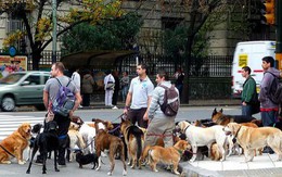 Bên trong thành phố nơi mọi người nuôi chó nhiều hơn nuôi em bé: Không phải ở Hàn Quốc, Nhật Bản hay châu Âu