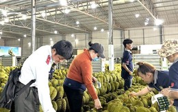 Sầu riêng Việt Nam sẽ đi đâu về đâu?