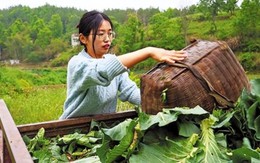 Cử nhân Trung Quốc về quê nuôi lợn, từ bỏ cuộc sống thành thị áp lực: ‘Tôi muốn làm hài lòng bản thân, muốn thử những điều mới mẻ’