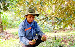 Sầu riêng non ở Gia Lai rụng hàng loạt