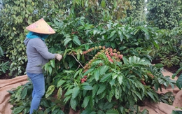 Loại hạt Việt Nam có giá cao kỷ lục, Đức, Mỹ, Nga chi trăm triệu đô "chốt đơn": Hóa ra có vô số lợi ích