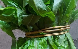 Loại rau "nhà nghèo" bổ hơn tổ yến, canxi gấp 36 lần nước hầm xương, chợ Việt bán nhiều vô kể