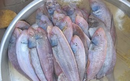 Loại cá được mệnh danh là "hoàng đế" chợ quê, ít xương, thịt mềm như tan trong miệng, dinh dưỡng tựa nhân sâm