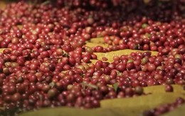 5 tháng xuất khẩu cà phê đạt 4,2 tỷ USD