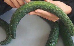 Dưa chuột thẳng hay cong thì ngon hơn? 40 năm kinh nghiệm trồng rau của mẹ tôi được đúc kết trong 3 điều