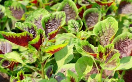 6 loại rau dễ "ngâm tẩm hóa chất": Tự trồng siêu đơn giản, 20 ngày sau thu hoạch ngon lành!