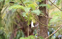 Thấy cây đẹp mang về trồng, bất ngờ phát hiện là ‘kho báu’ cho gan, tiêu hóa