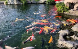 Đàn cá Koi trị giá hơn 1 tỷ đồng bất ngờ trúng độc chết, người phụ nữ khởi kiện 789bet tặng 100kng xóm, tòa phán quyết: 1 bên phải đền bù toàn bộ