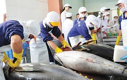 Cá ngừ Việt Nam đóng hộp xuất khẩu giảm mạnh nhất 2 năm qua Cá ngừ Việt Nam đóng hộp xuất khẩu giảm mạnh nhất 2 năm qua