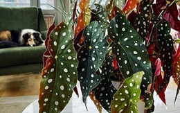 Loài cây có 789bet.com đăng nhập "lấn át" hoa, trồng ở đâu hút lộc về ở đấy, chẳng trách nhà giàu mê như điếu đổ