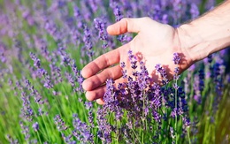 Việt Nam có loại hoa ‘chảy’ ra dầu dưỡng tóc, kích thích mọc tóc: Dùng đúng thành ‘thảo dược vạn năng’