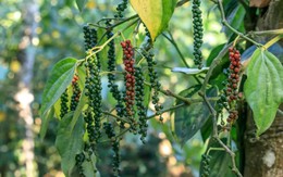 Loại gia vị tỷ đô của Việt Nam được Trung Quốc tăng mua 88%: Có thể phòng ung thư, tốt cho tim và não