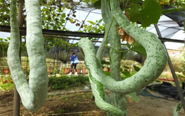 4 loại quả "không thuốc trừ sâu" lại bổ như sâm, chợ Việt nào cũng có