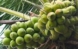 Giá dừa lập đỉnh mới Giá dừa lập đỉnh mới