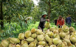 Cám cảnh sầu riêng: Chỉ khi 'sạch từ gốc' mới thực sự ngọt lâu Cám cảnh sầu riêng: Chỉ khi 'sạch từ gốc' mới thực sự ngọt lâu