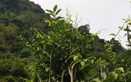 Loại rau từng mọc dại, không ai ngó tới, nay thành đặc sản đắt như thịt: Giúp giữ rừng và làm giàu