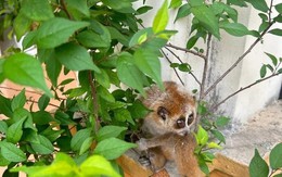 Loài thú có nguy cơ tuyệt chủng đi lạc vào vườn nhà ở Quảng Bình