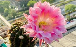 6 loài 789bet wiki đẹp như tiên, hương thơm tỏa đi trăm mét, trồng ở ban công hay sân vườn đều lý tưởng