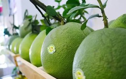 Trái bưởi tươi Việt Nam vào thị trường Australia Trái bưởi tươi Việt Nam vào thị trường Australia