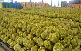 Không phải Thái Lan hay Việt Nam, một đối thủ sở hữu loại sầu riêng ‘độc nhất’ được Trung Quốc, Singapore liên tục săn lùng, giá gần 800.000 đồng/kg Không phải Thái Lan hay Việt Nam, một đối thủ sở hữu loại sầu riêng ‘độc nhất’ được Trung Quốc, Singapore liên tục săn lùng, giá gần 800.000 đồng/kg