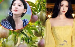 Nước ép "chống nắng" của Phạm Băng Băng, Chương Nhược Nam: Giá rẻ bèo ở Việt Nam, tận dụng có thể làm trắng da, xóa nếp nhăn thần thánh Nước ép "chống nắng" của Phạm Băng Băng, Chương Nhược Nam: Giá rẻ bèo ở Việt Nam, tận dụng có thể làm trắng da, xóa nếp nhăn thần thánh