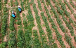 Nước Châu Mỹ để dành diện tích đất rộng hơn một thành phố cho nhà đầu tư Việt Nam