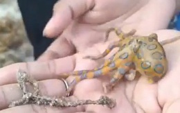 Du khách cầm trên tay sinh vật biển nguy hiểm nhất thế giới mà không hay biết