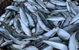 Loại cá "béo" giúp giảm mỡ máu, giàu omega-3 hơn cả cá hồi, giá rẻ bán la liệt chợ Việt Loại cá "béo" giúp giảm mỡ máu, giàu omega-3 hơn cả cá hồi, giá rẻ bán la liệt chợ Việt