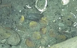 Tiết lộ mới về những đồng tiền vàng từ 'vụ đắm tàu' khủng nhất thế giới'