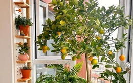 Ngoài ăn quả, loại cây này còn có lá được ví như "thần dược chữa bệnh", trồng dễ như trở bàn tày!