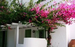 4 nơi trồng hoa giấy cực tốt, lộc vào như nước sông Đà, bảo sao nhà giàu đều làm giống nhau