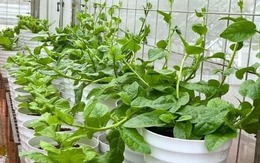 Rau dại một thời giờ là "vua mùa hè", nhà nào cũng đua nhau trồng, chẳng cần chăm vẫn xanh um