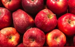 Chuyên gia giải oan cho táo nhập khẩu để cả tháng không hỏng