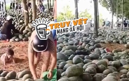 Sự thật về clip hàng tấn dưa hấu ở Bình Dương bị thương lái từ chối, người dân ăn không xuể