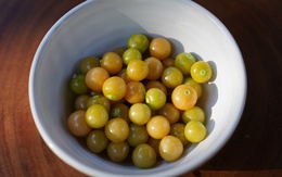 Việt Nam có loại quả dại, ít người ăn, sang Nhật có giá 2,9 triệu đồng/kg: Tiềm năng phòng ung thư Việt Nam có loại quả dại, ít người ăn, sang Nhật có giá 2,9 triệu đồng/kg: Tiềm năng phòng ung thư