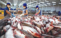 Phế phẩm cá từng cho heo ăn hoặc vứt bỏ nay thành mặt hàng triệu đô, doanh nghiệp Việt đổ xô săn đón