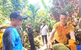 Sầu riêng nhiễm chất cấm sắp 'hết cửa' ở Đắk Lắk Sầu riêng nhiễm chất cấm sắp 'hết cửa' ở Đắk Lắk